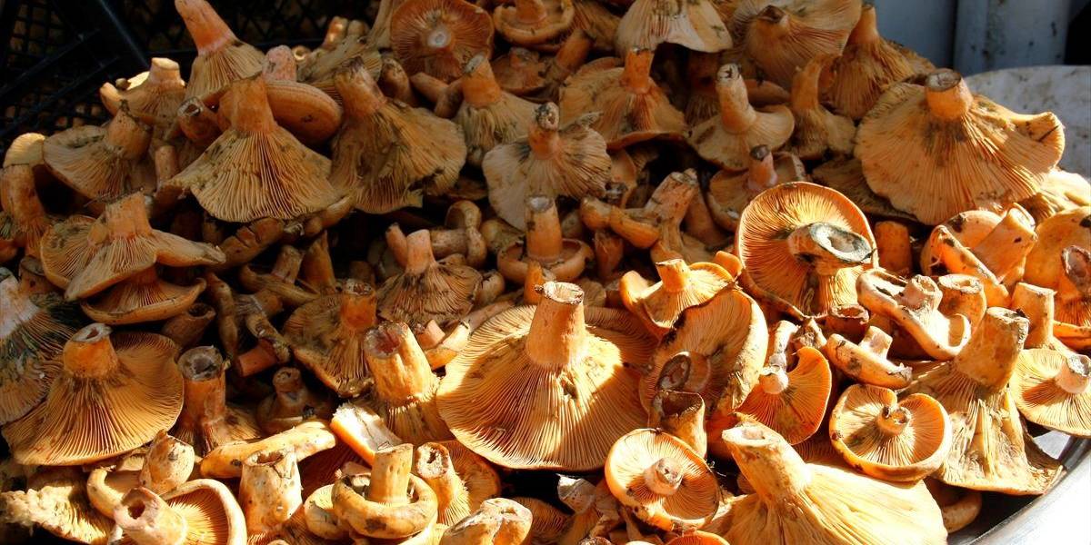 kanlica-mantari-toplamak