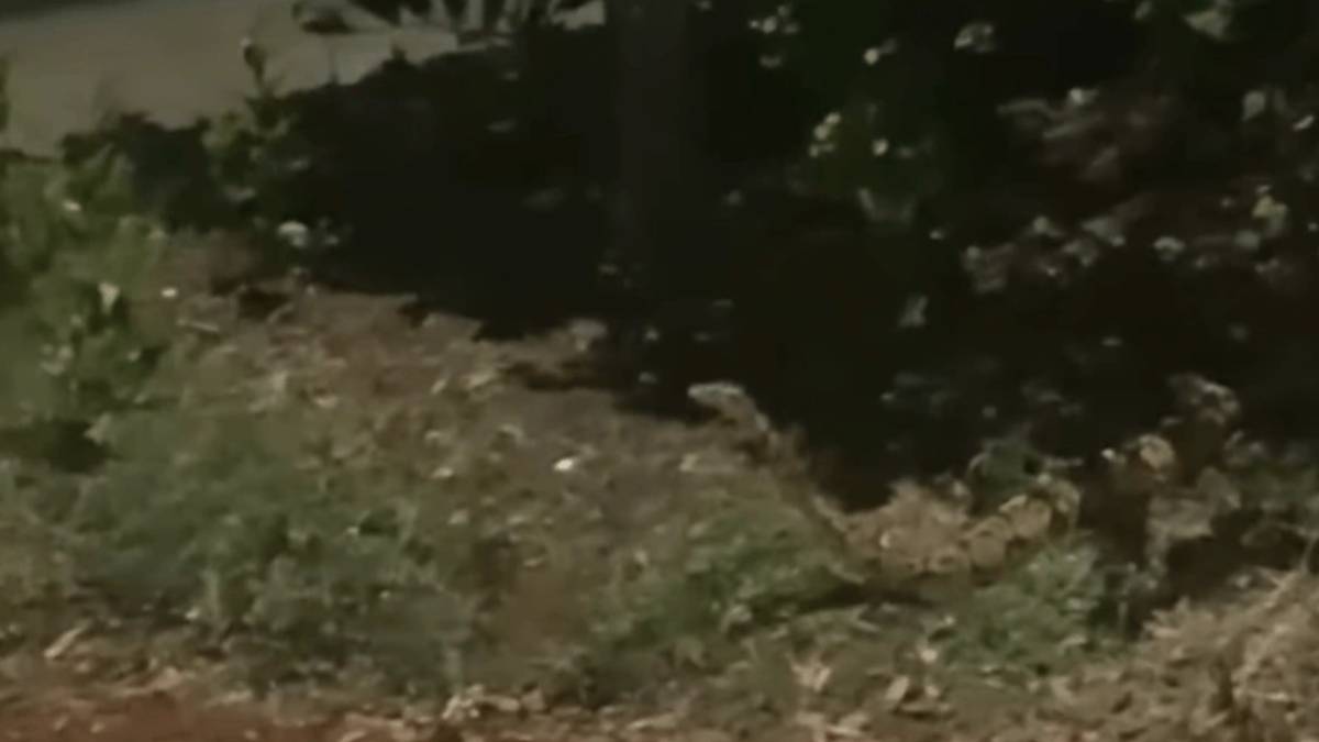 kopegini-gezdirirken-caliliklarin-arasindan-firladi-dev-yilani-gorunce-kopegini-birakip-bulunmazsa-olecek-1