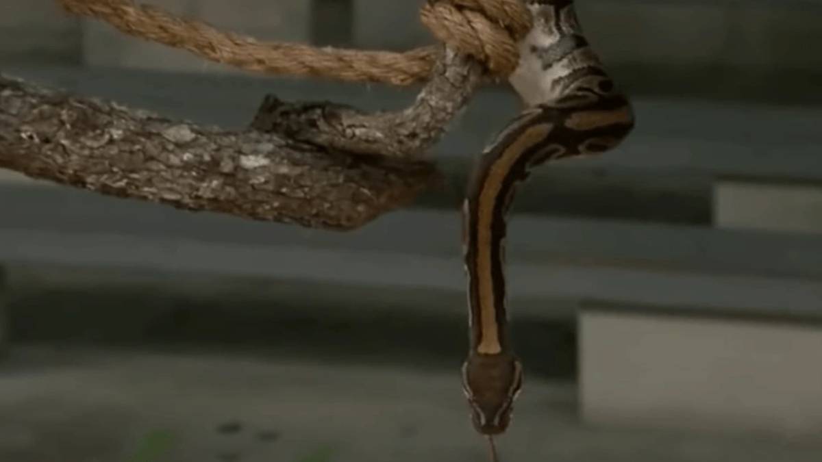 kopegini-gezdirirken-caliliklarin-arasindan-firladi-dev-yilani-gorunce-kopegini-birakip-bulunmazsa-olecek