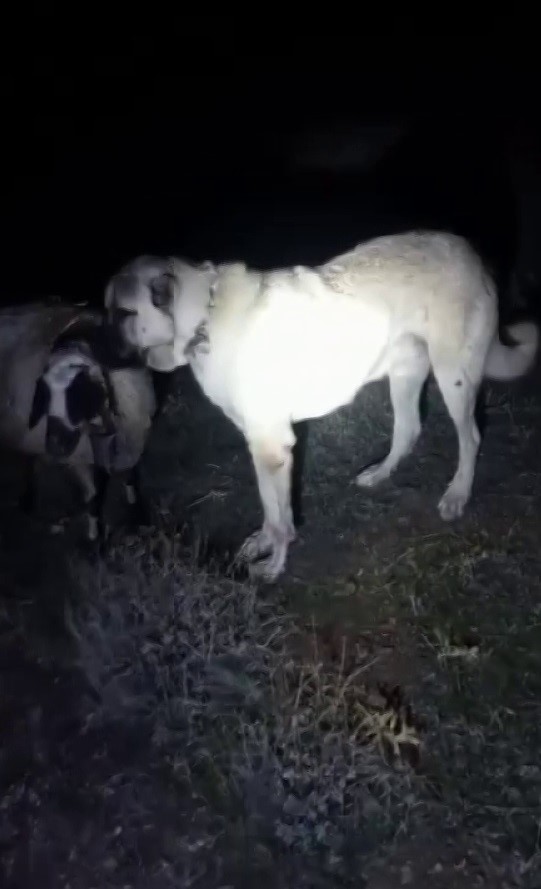 dunyanin-en-vefali-kopegi