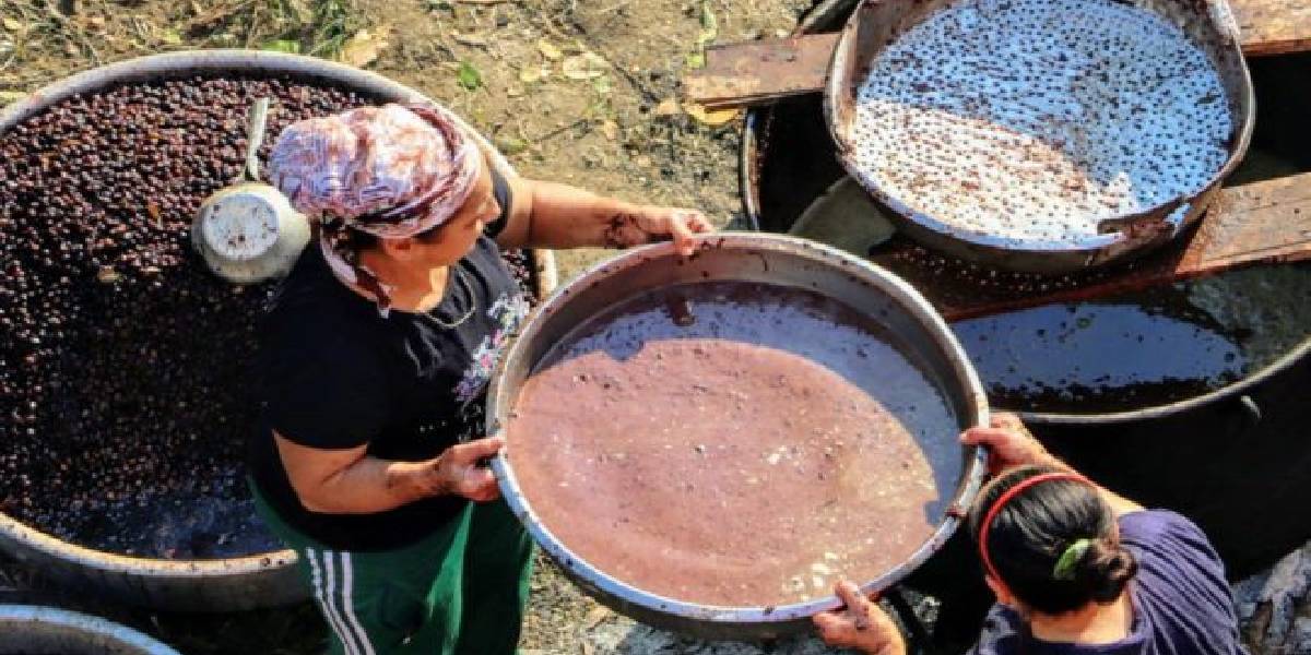 defne-yagi-nasil-yapilir