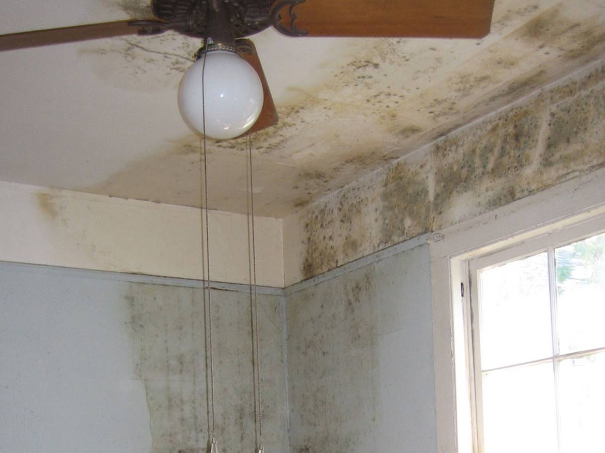 duvar-kufleri-neden-olur-ve-nasil-yok-edilir