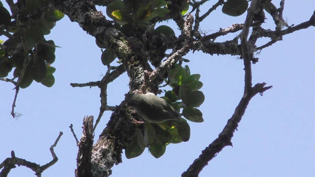 hawaii-akikiki-kus-turu-1