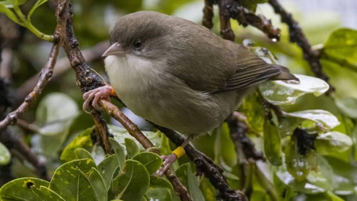 hawaii-akikiki-kus-turu-2