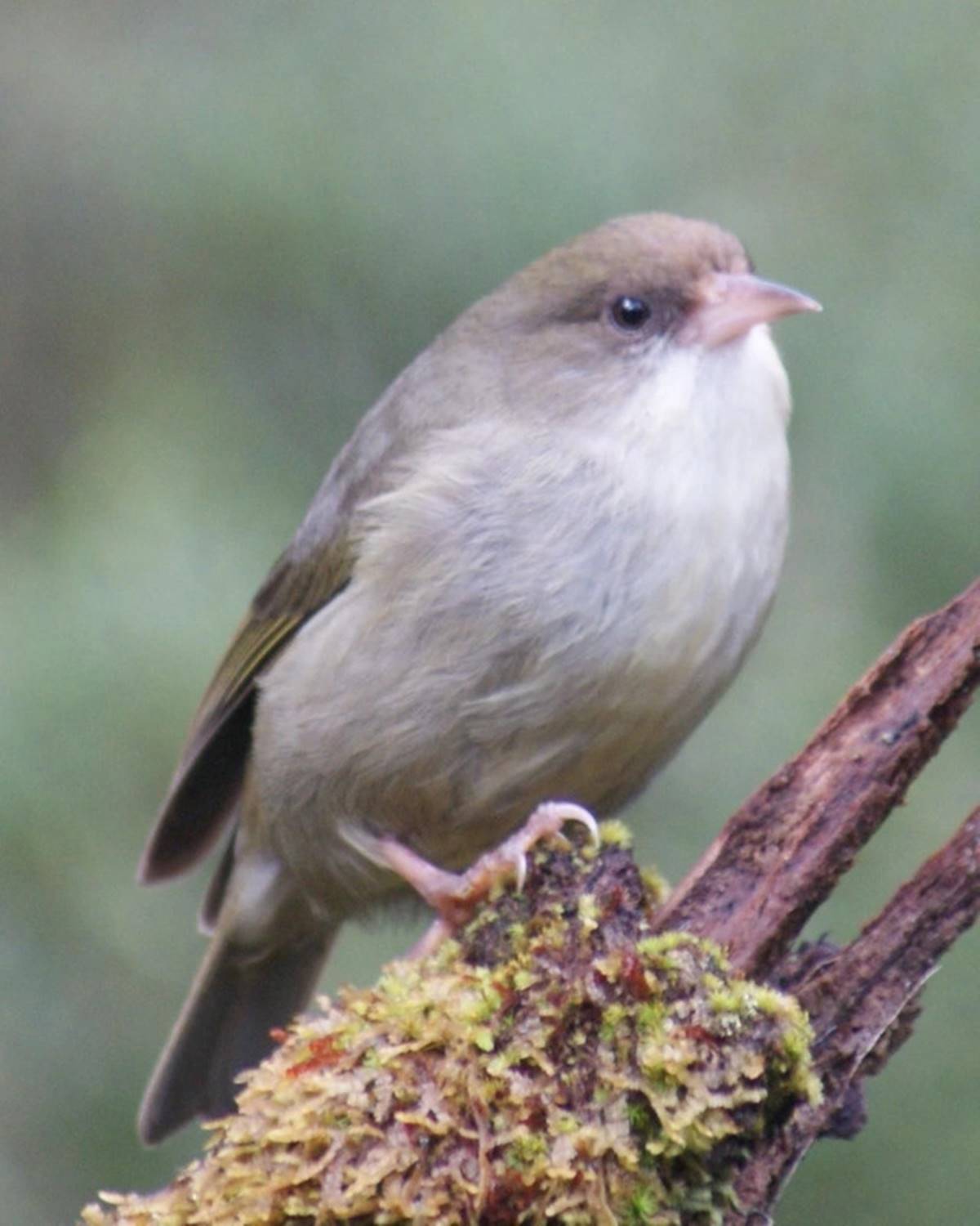 hawaii-akikiki-kus-turu-4