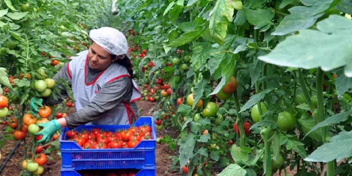 ortu-alti-yetistiriciligi