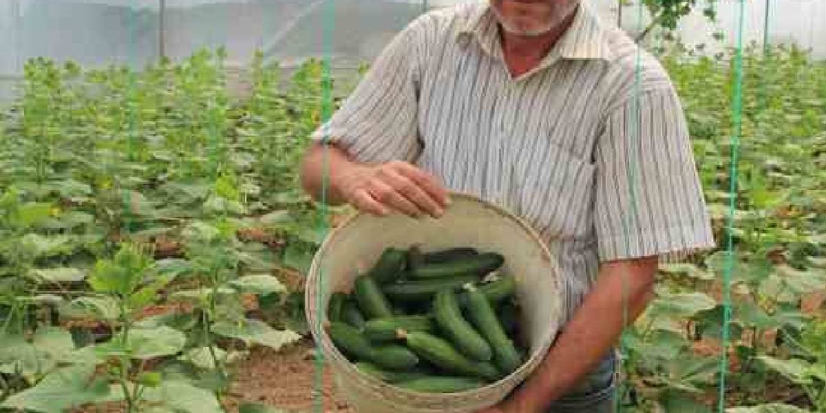 salatalik-nasil-yetistirilir