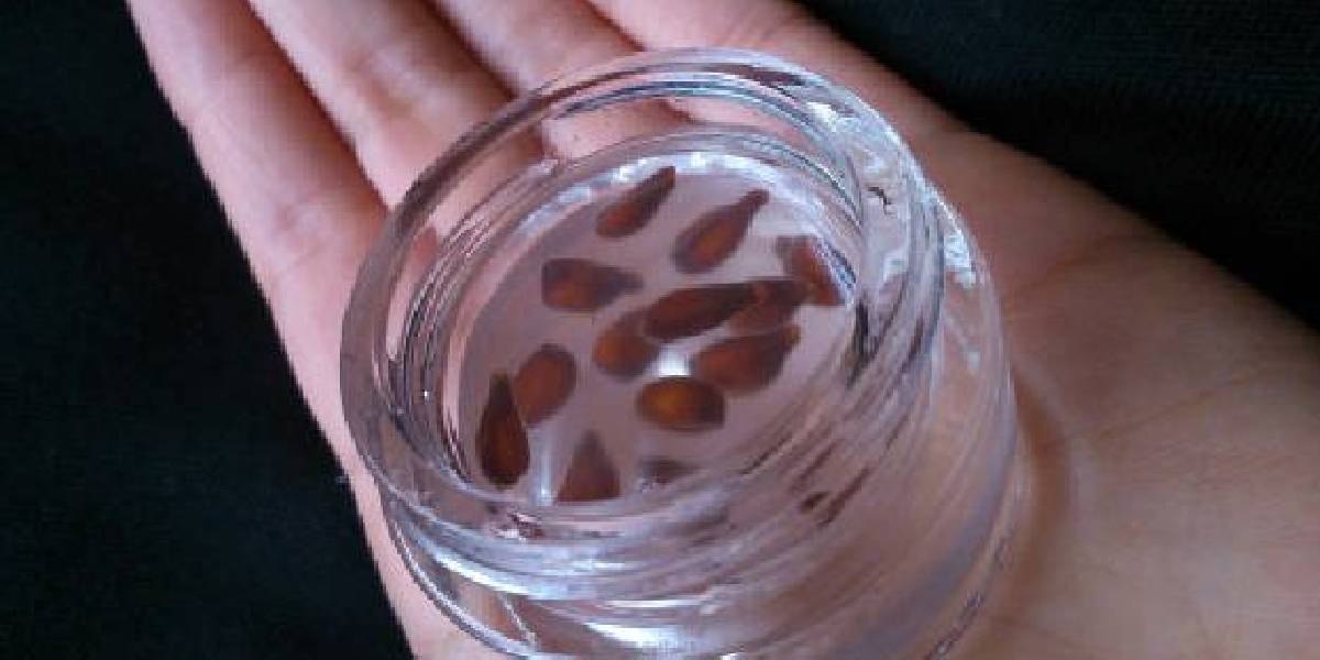 ayva-cekirdegi-jeli-faydalari-1