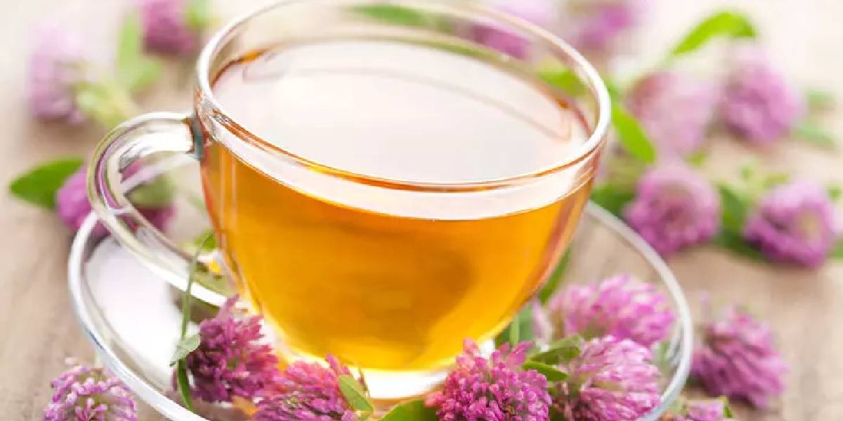 kirmizi-yonca-cayi-faydalari-1