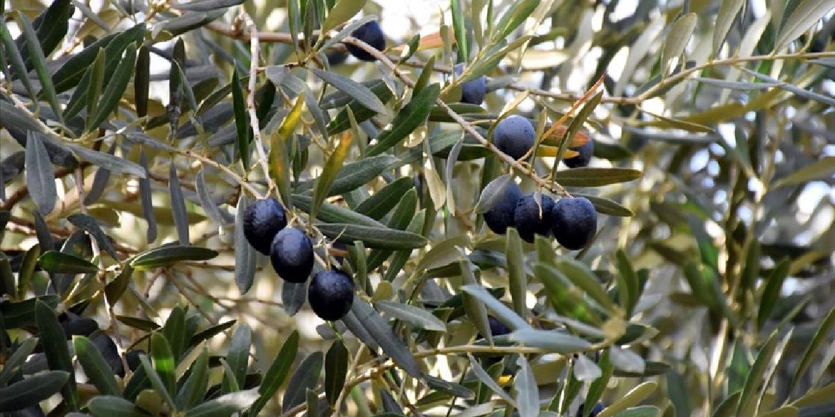 zeytin-2-001.jpg