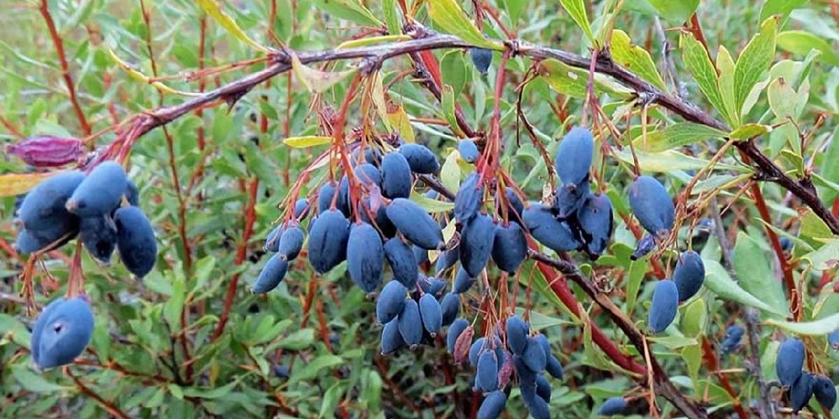 karamuk-meyvesi-faydalari-1