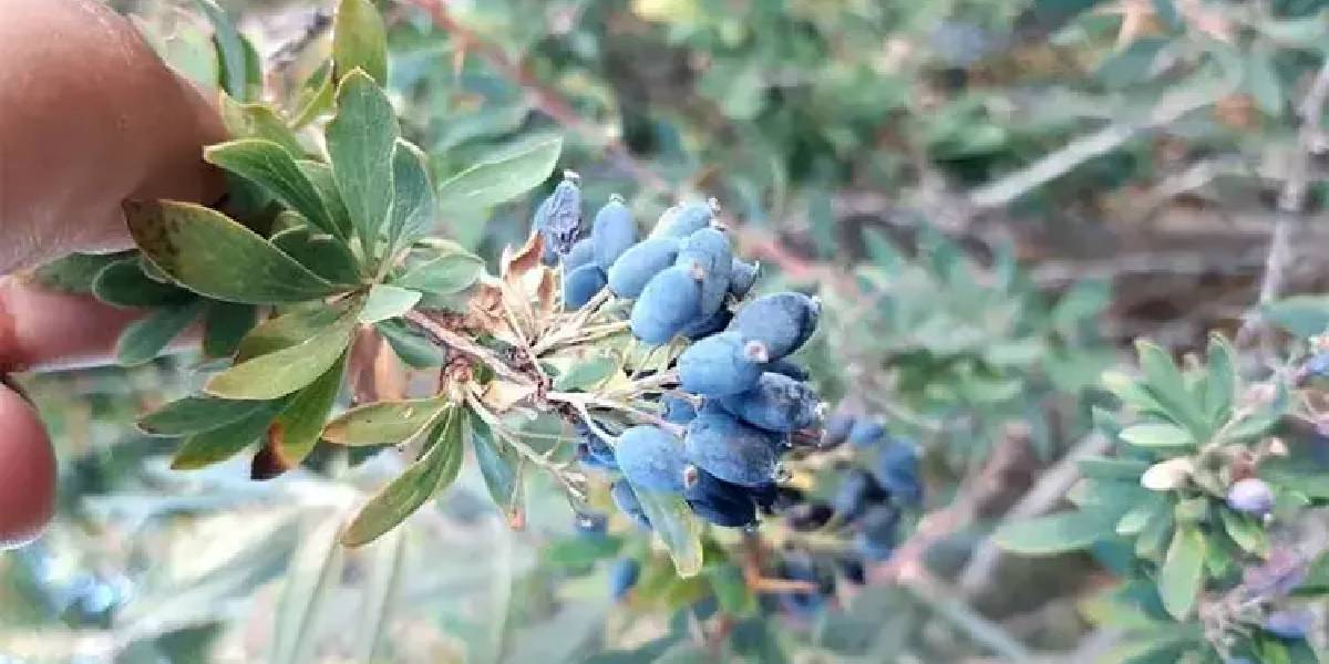 karamuk-meyvesi-faydalari-2