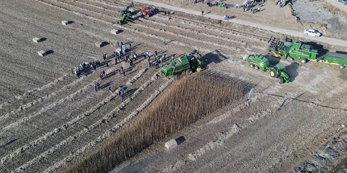 kenevir-tohumu-narli-1