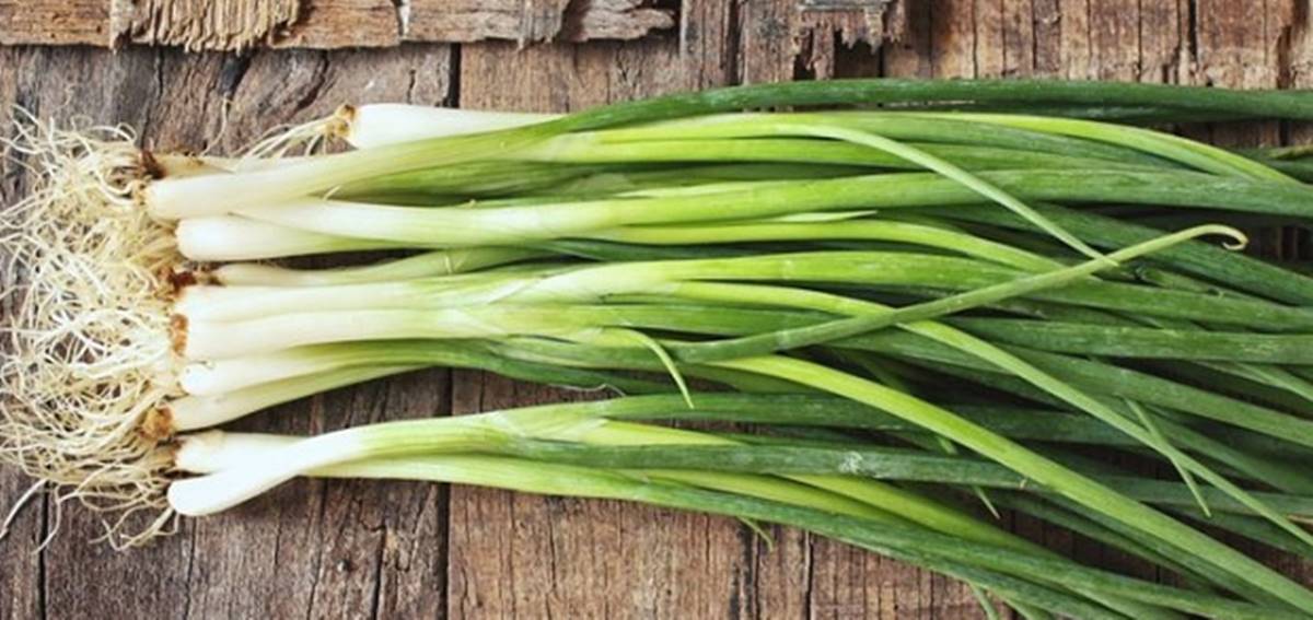 yesil-sogan-neye-iyi-gelir