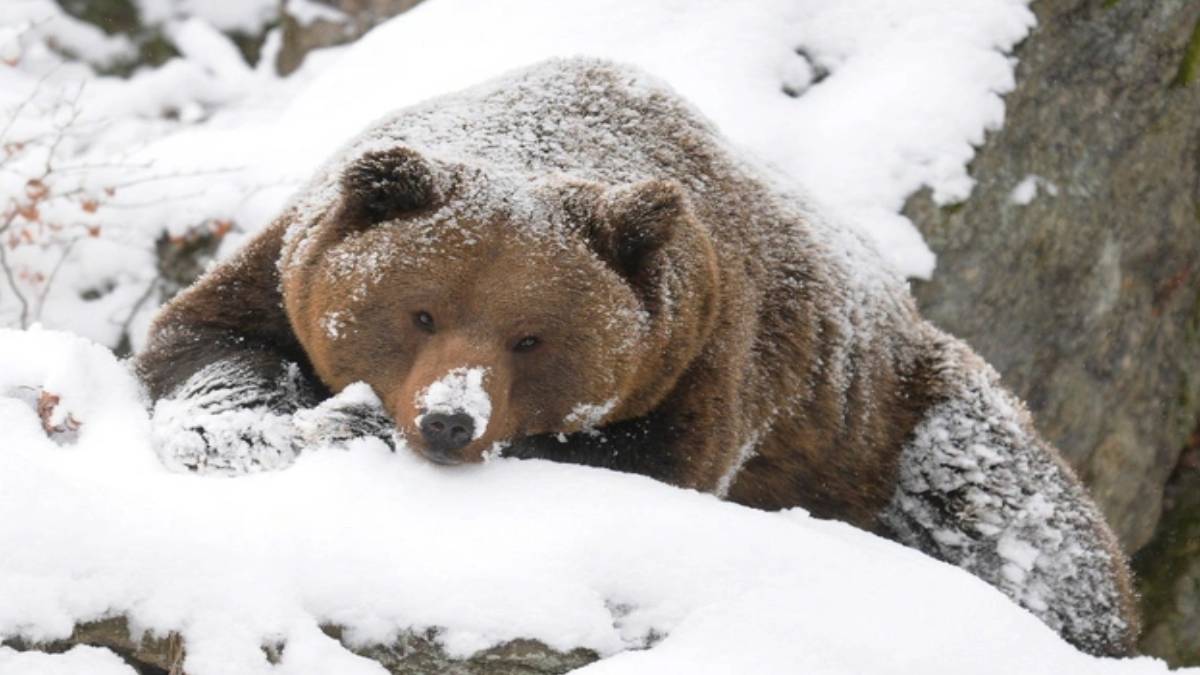 burasi-kanada-degil-turkiye-geceleri-uyumayip-ortaya-cikmaya-basladilar-turkiye-icin-resmen-kiyamet-alameti