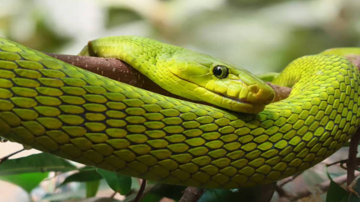 tutuldugu-kafesten-gizlice-kacti-dunyanin-en-zehirli-yesil-mamba-yilani-kayiplarda-gordugunuz-gibi-arkaniza-bakmadan-kacin-2