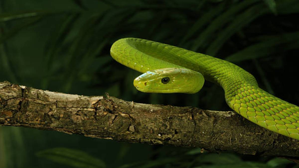 tutuldugu-kafesten-gizlice-kacti-dunyanin-en-zehirli-yesil-mamba-yilani-kayiplarda-gordugunuz-gibi-arkaniza-bakmadan-kacin