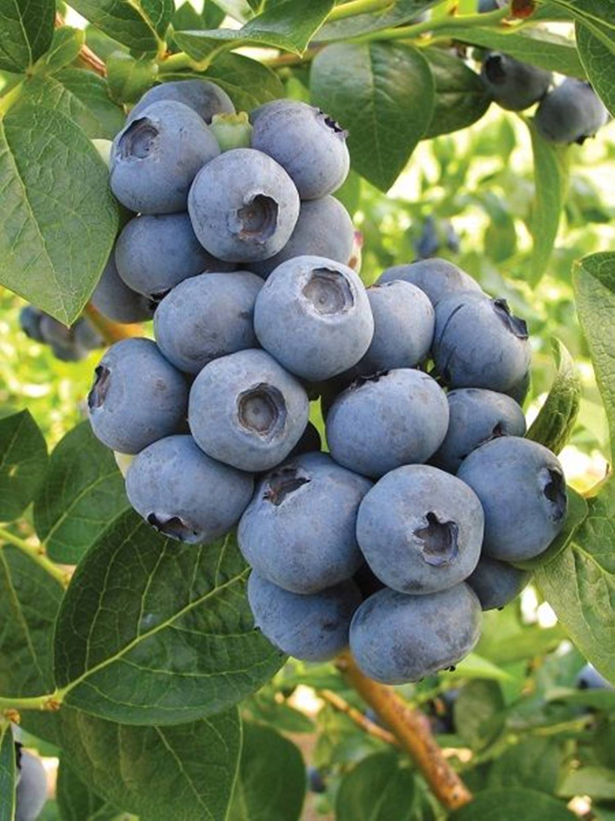 yaban-mersininin-faydalari-neler-yaban-mersini-neye-iyi-gelir