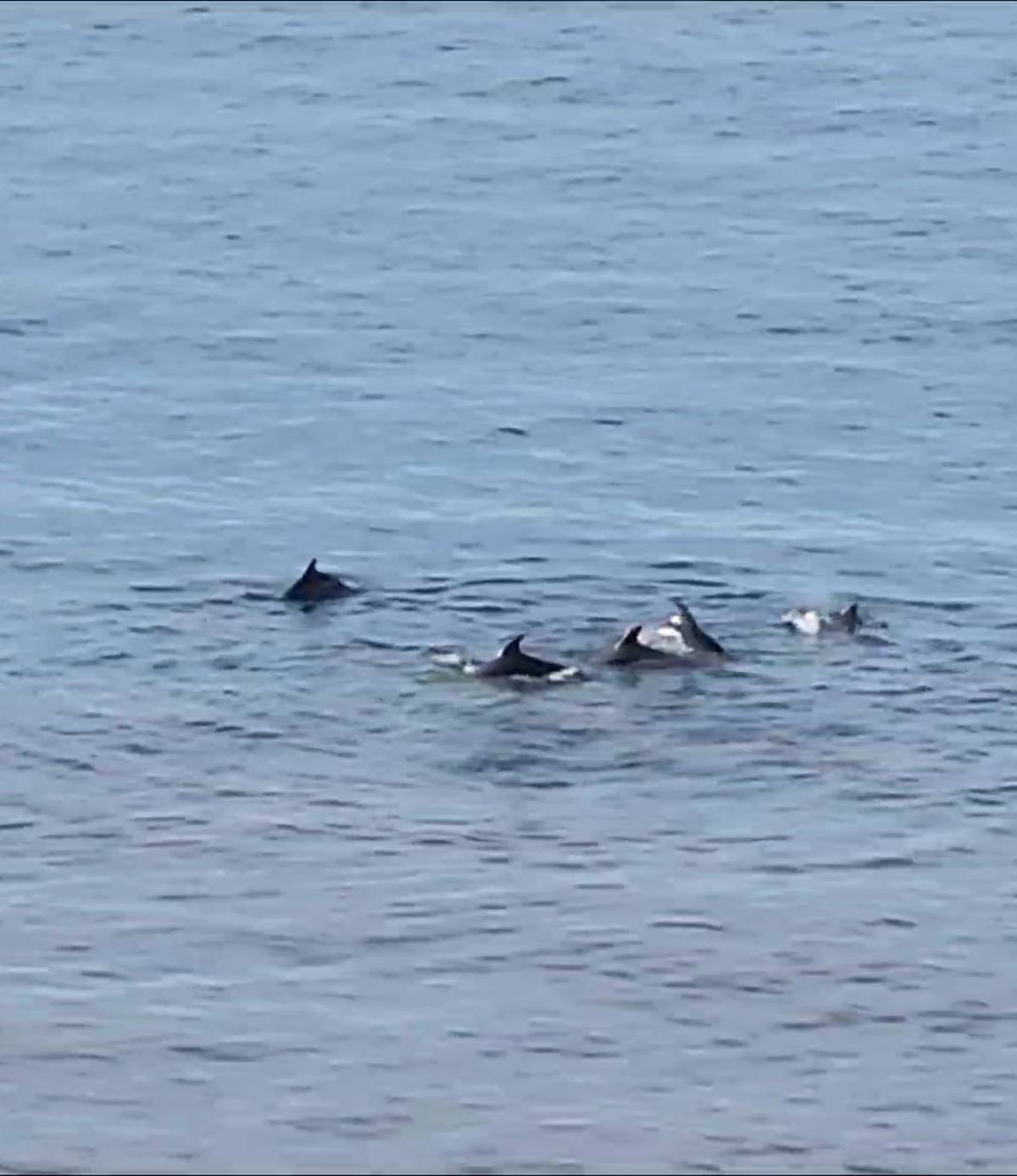 yalova-esenkoy-yunus-surusu-avlanirken-goruntulendi-1