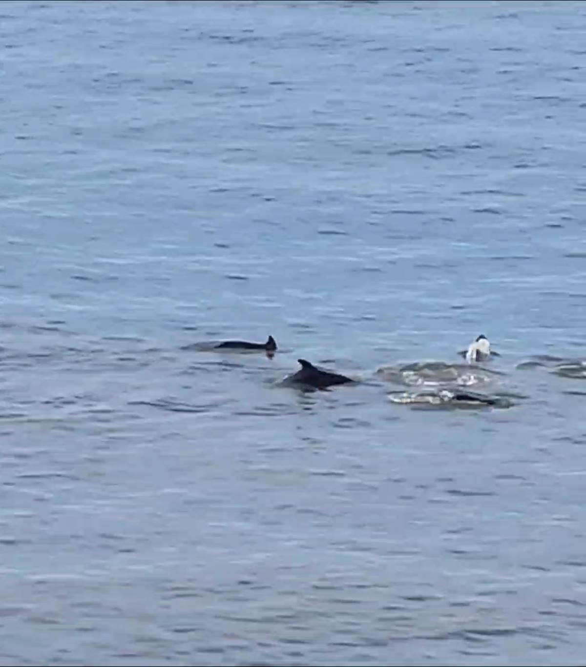 yalova-esenkoy-yunus-surusu-avlanirken-goruntulendi-2