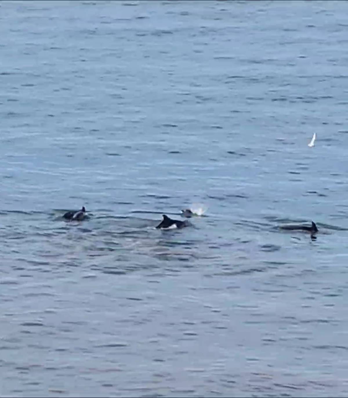 yalova-esenkoy-yunus-surusu-avlanirken-goruntulendi-3