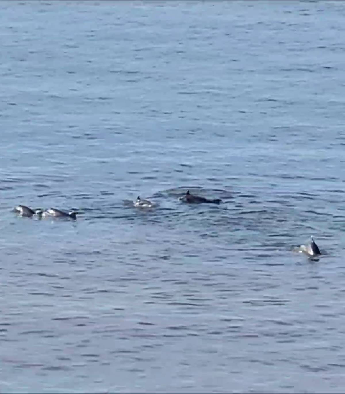 yalova-esenkoy-yunus-surusu-avlanirken-goruntulendi-4