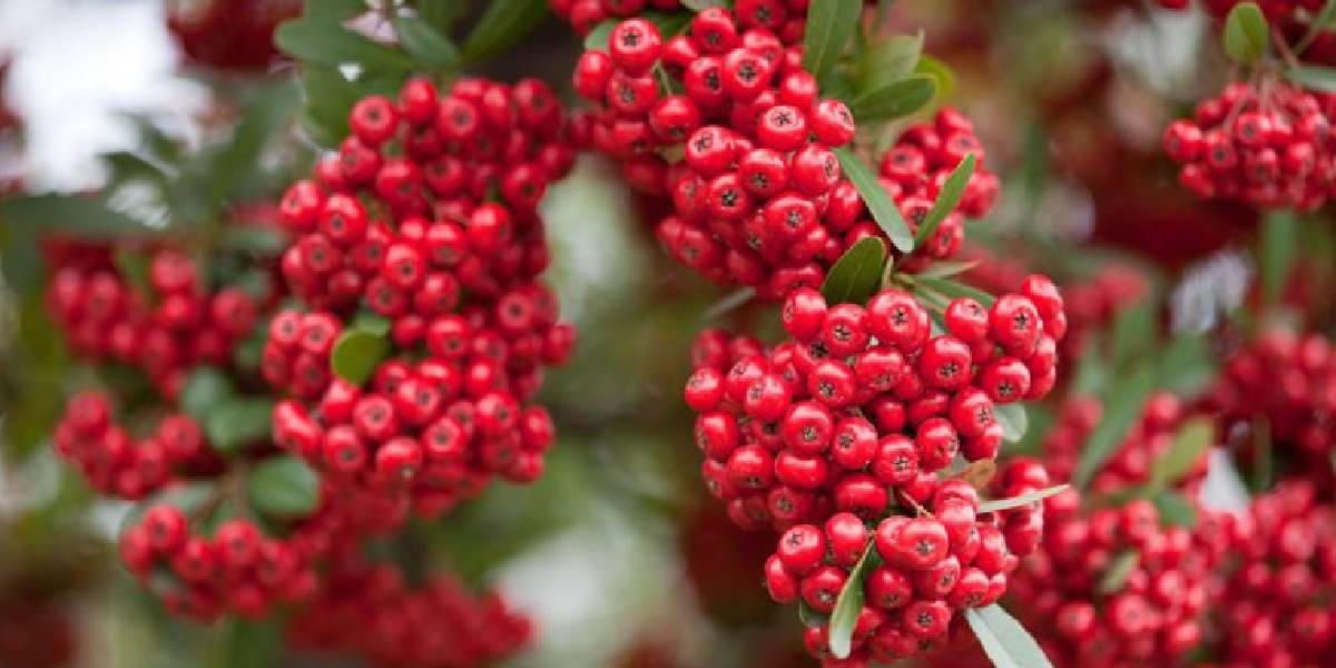 ates-dikeni-yenir-mi-3