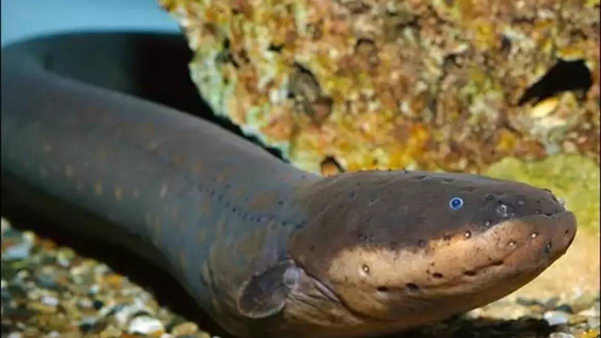 bu-yilanlari-buldugunuz-gibi-yiyin-uzmanlar-onerdi-o-amansiz-hastaligin-yayilmasini-onluyor-tek-lokmasi-sifa-kaynagi-2