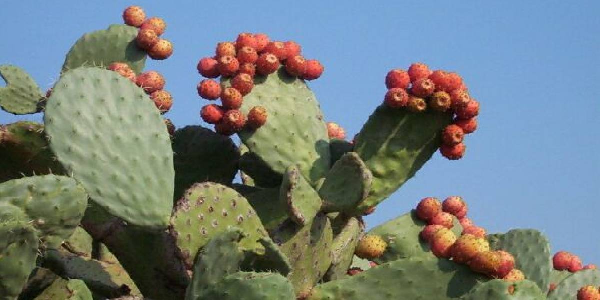 kaktus-meyvesi-1