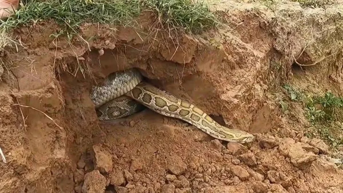 dev-anakonda-firladi-5-001