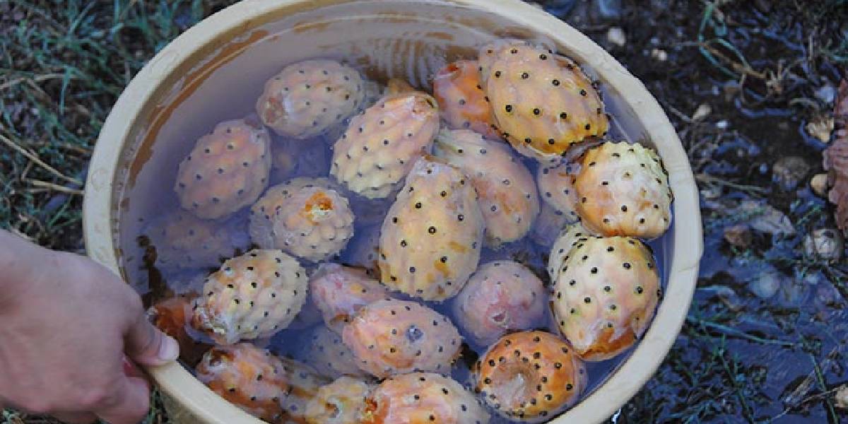 dikenli-incir-frenk-inciri-toplamak