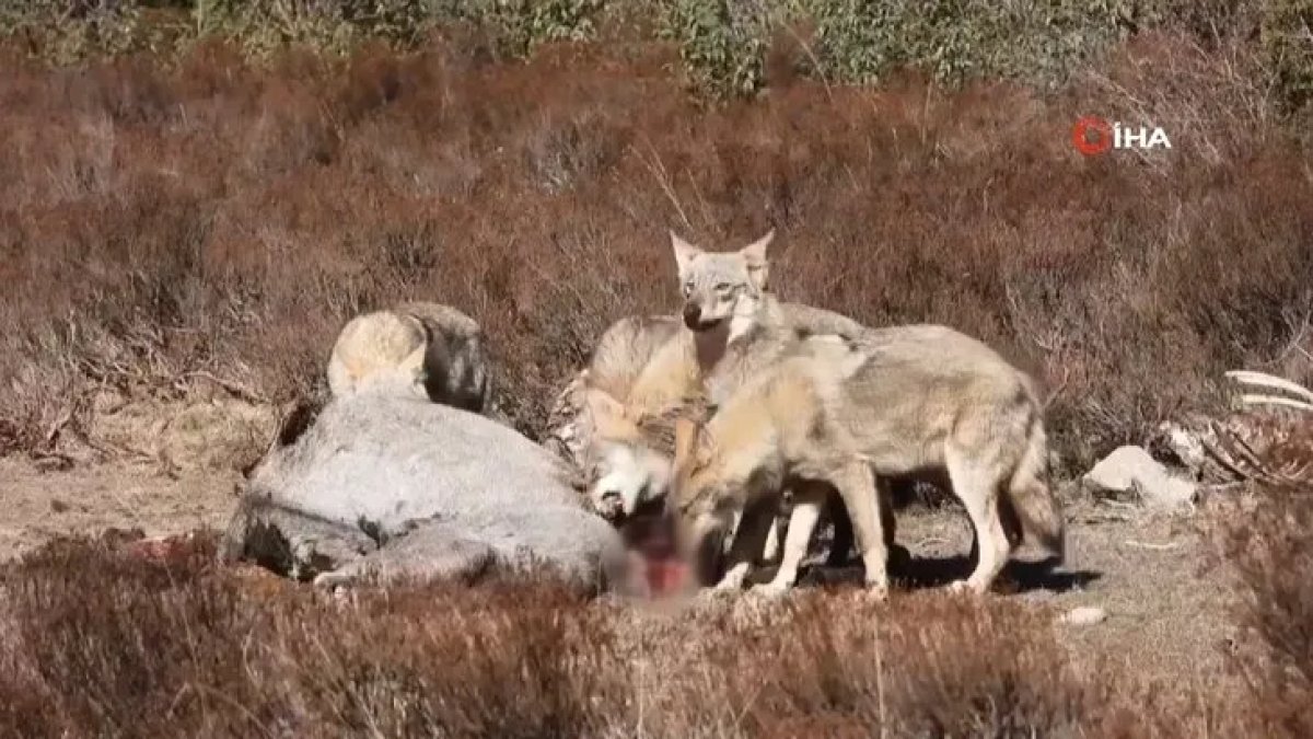 kurt-surusu-yilki-atini-avladi-1