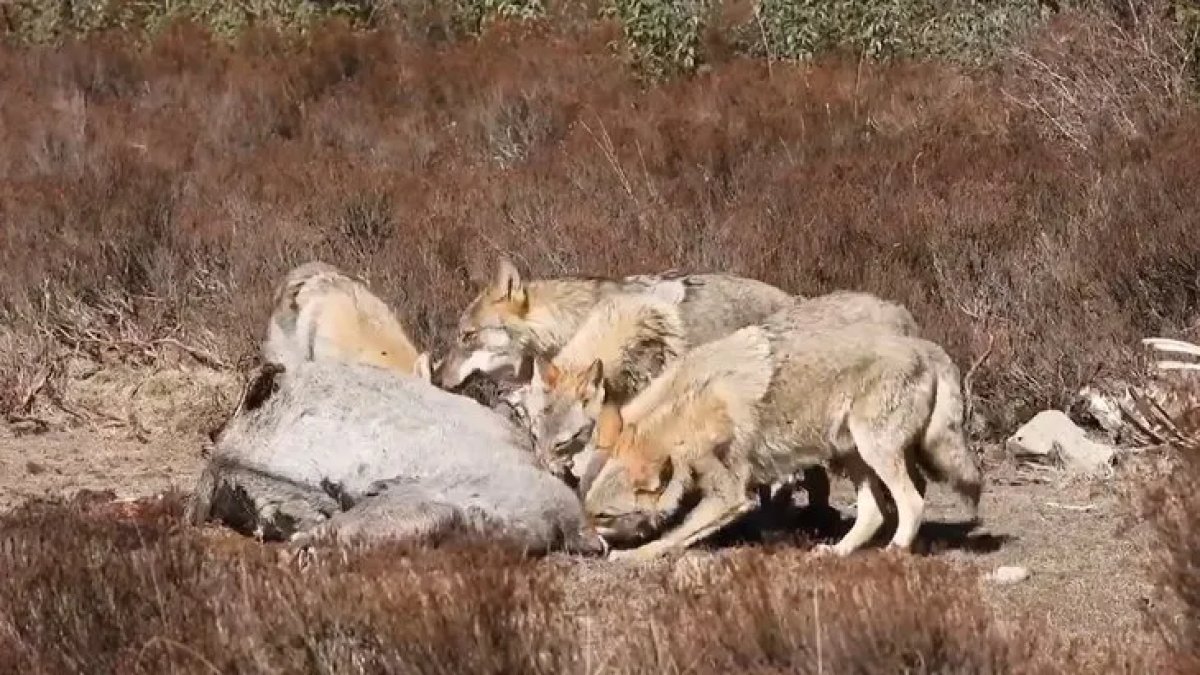 kurt-surusu-yilki-atini-avladi-2