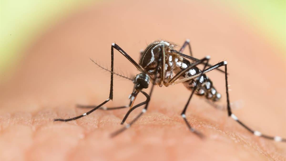 bocek-profesorunden-korkutan-uyari-kis-uykusuna-yatmadilar-kan-emmeye-devam-ediyorlar-o-belirtiler-varsa-2