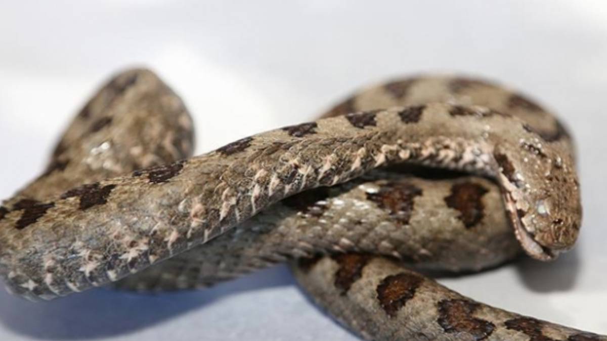 dunyanin-en-zehirli-yilani-o-ilimizde-goruldu-genc-kadini-oyle-bir-yerinden-isirdi-ki-gordugunuz-gibi-kacin-1