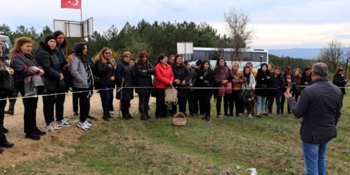 karabukte-safran-tarlasina-ziyaretci-akini-1