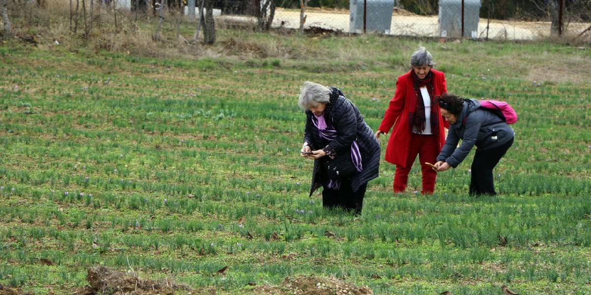 karabukte-safran-tarlasina-ziyaretci-akini-2