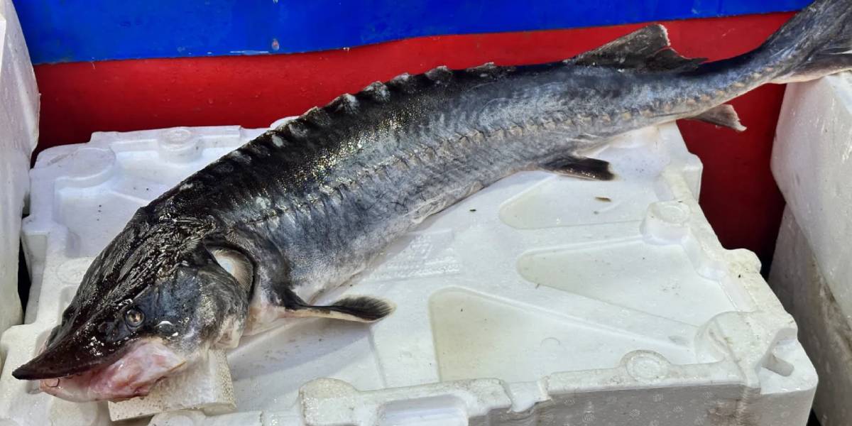 sibirya-mersin-baligi-1