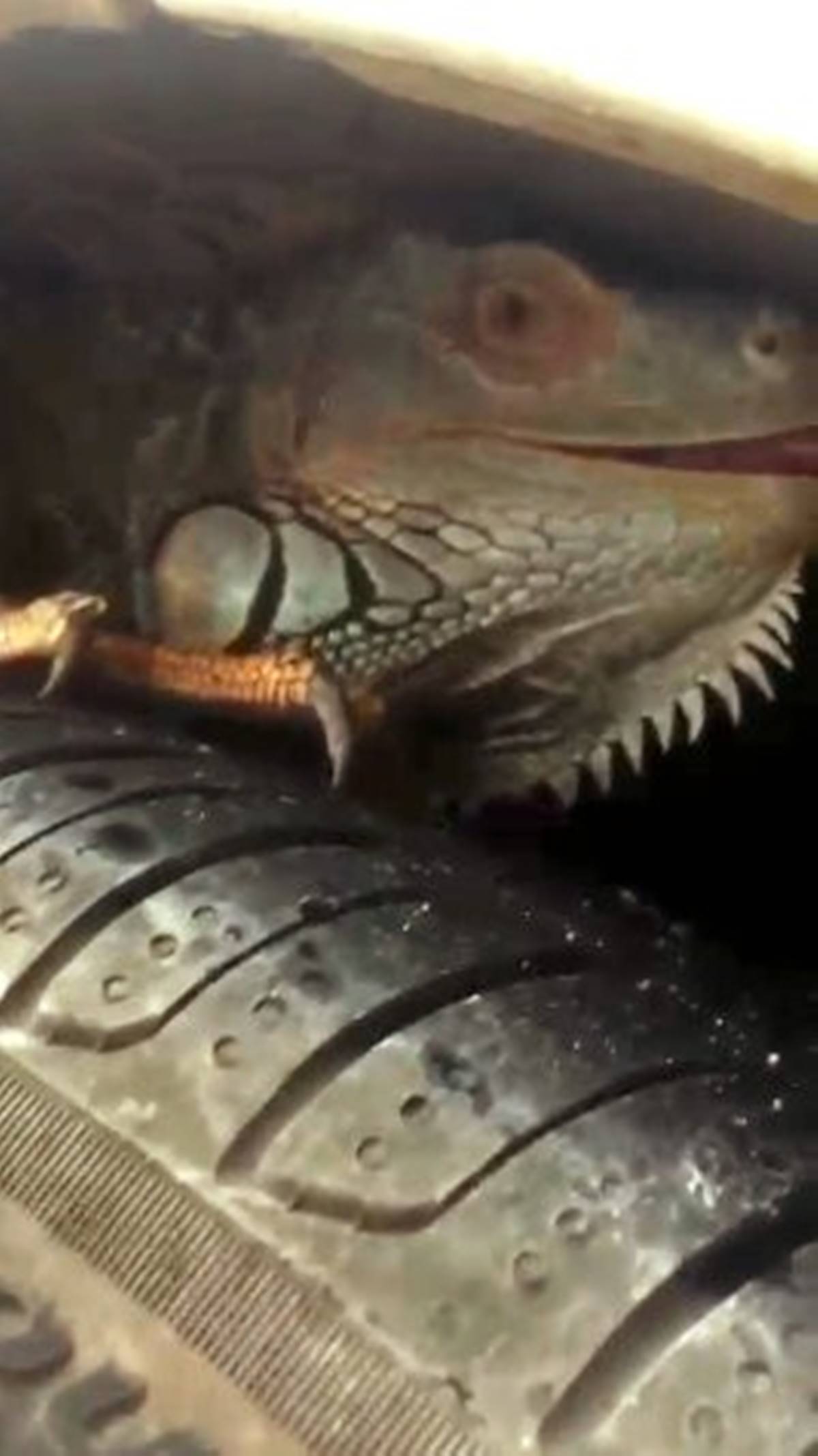 antalya-lara-arabanin-tekerlegine-iguana-girdi-1