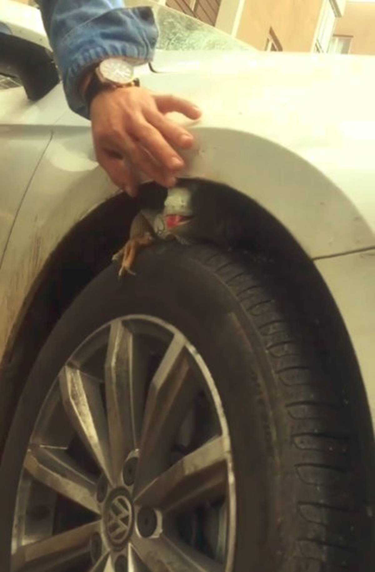 antalya-lara-arabanin-tekerlegine-iguana-girdi-3