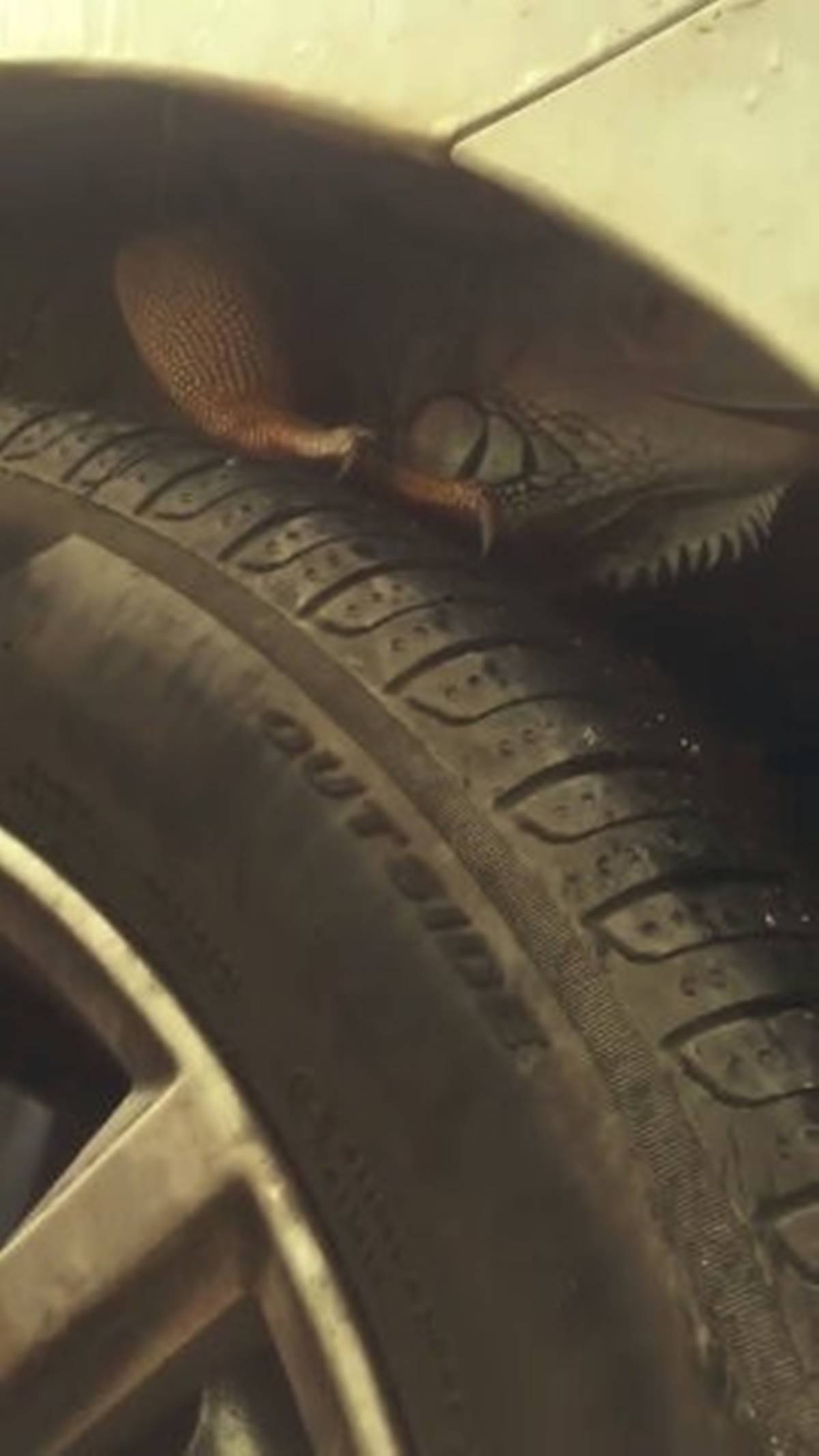 antalya-lara-arabanin-tekerlegine-iguana-girdi-4