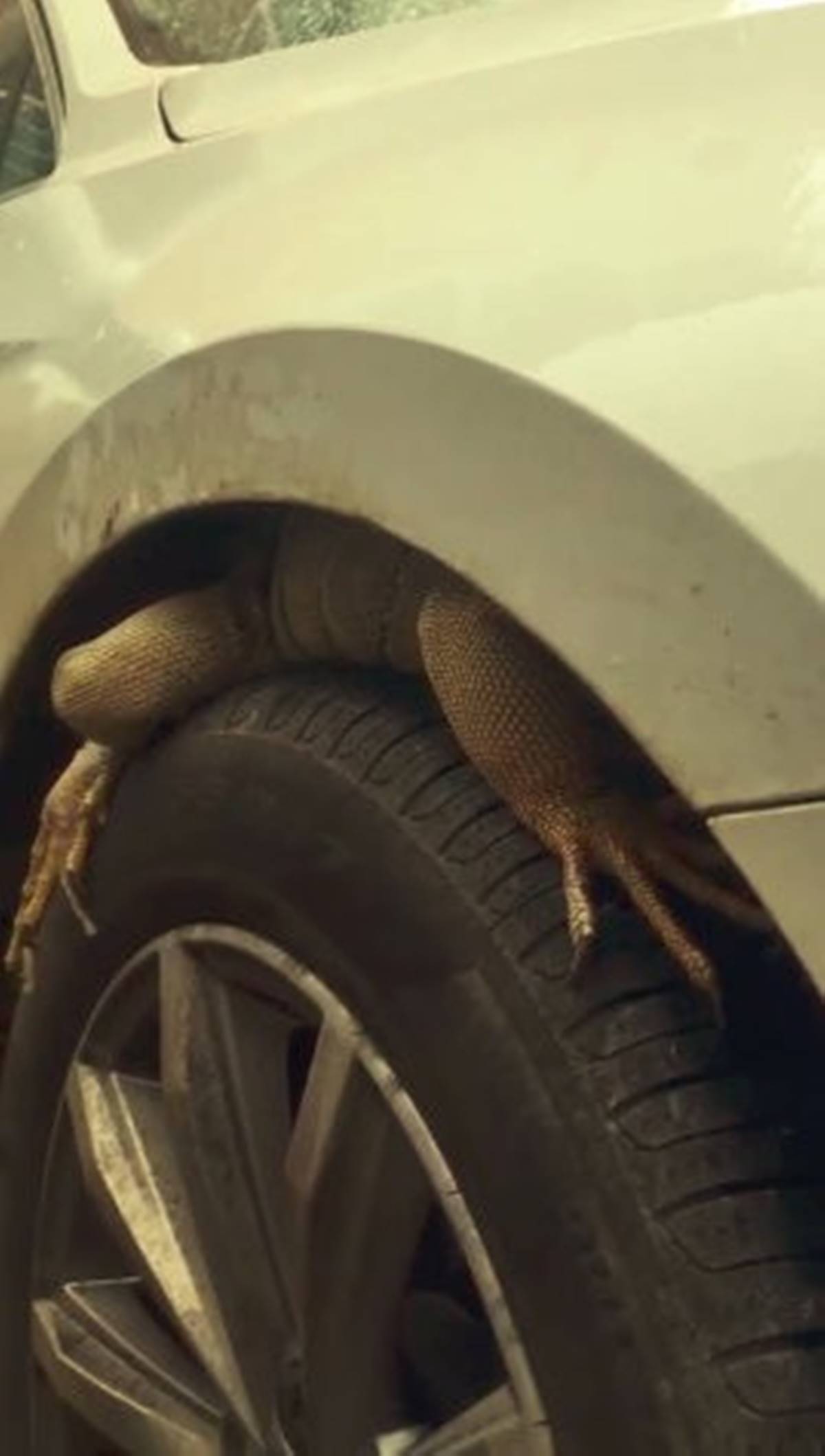 antalya-lara-arabanin-tekerlegine-iguana-girdi-5