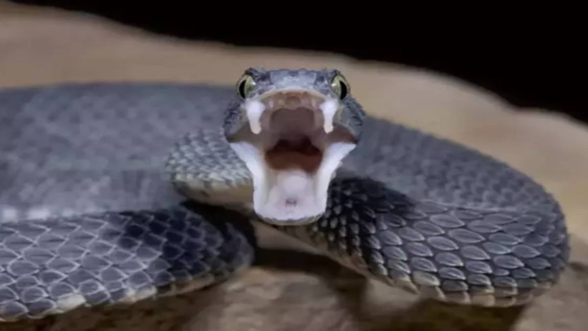 dev-yilan-gemiyi-istila-etti-oyle-bir-yere-girdi-ki-denizin-ortasinda-mahsur-kaldilar-1