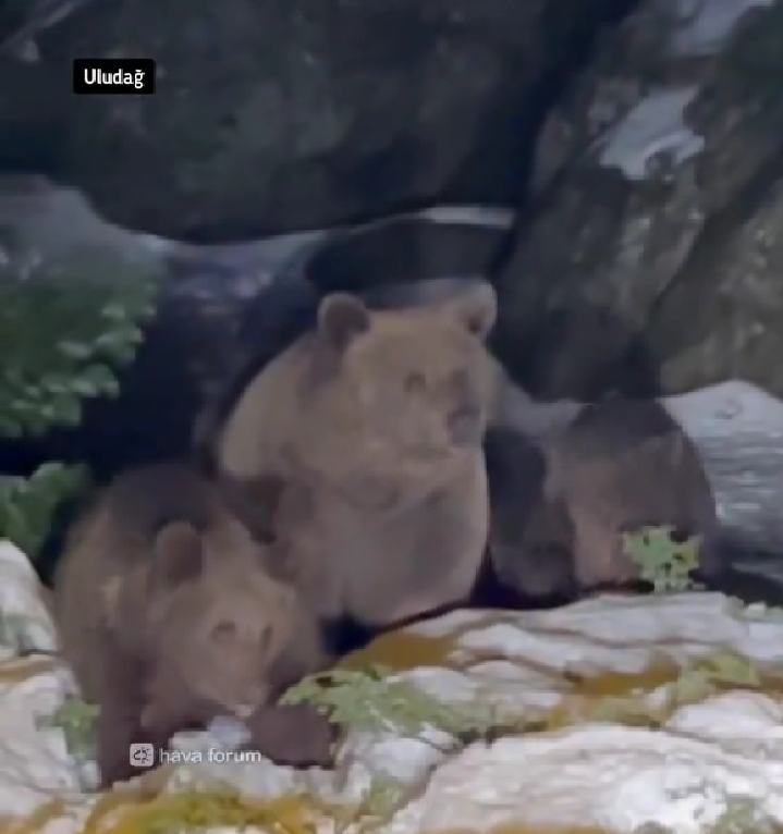 bursada-ayi-goruldu-1