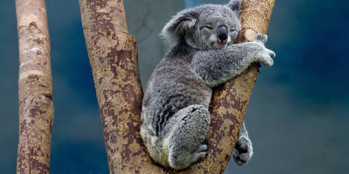 dunyanin-en-uykucu-hayvani-1