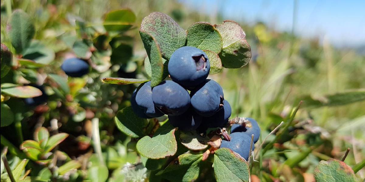 karamuk-meyvesi-faydalari-1