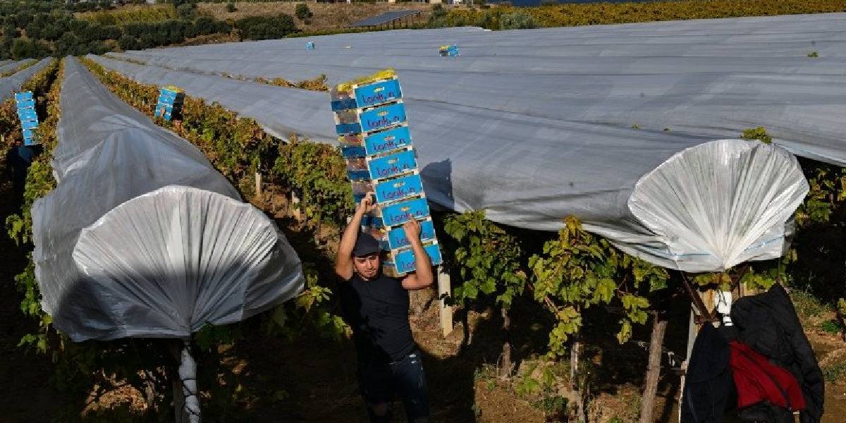 manisada-uzum-hasadi-1