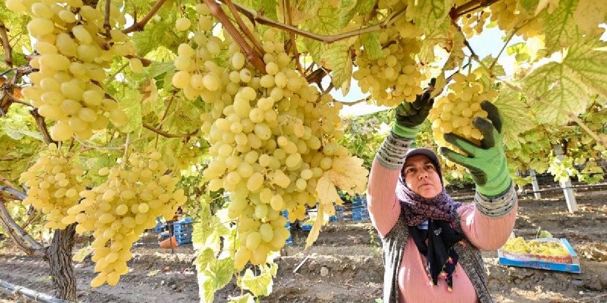 manisada-uzum-hasadi-2