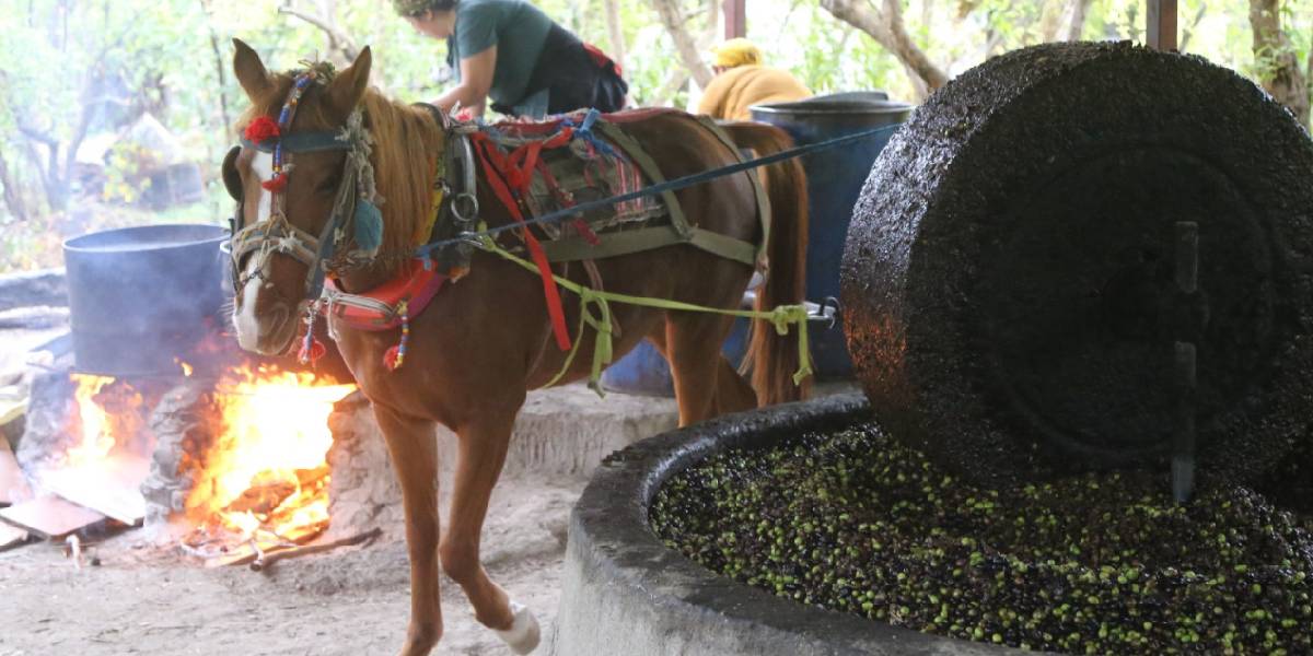 tas-degirmende-at-gucuyle-uretim