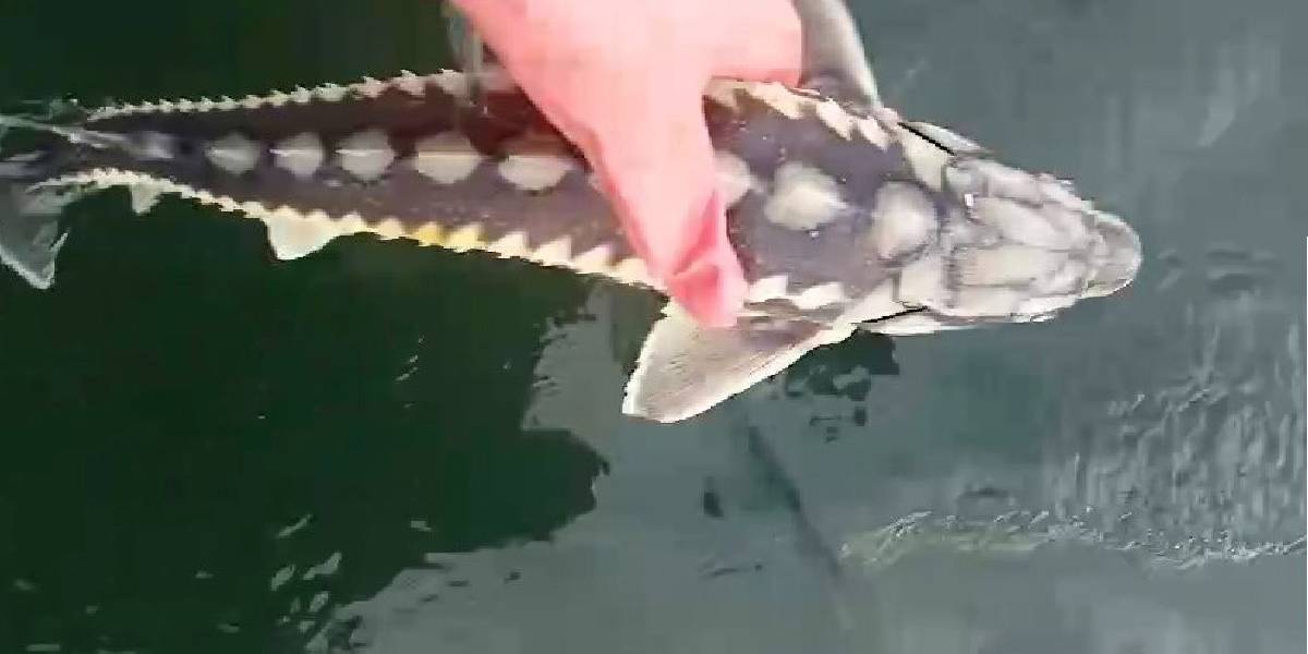 sibirya-mersin-baligi-4